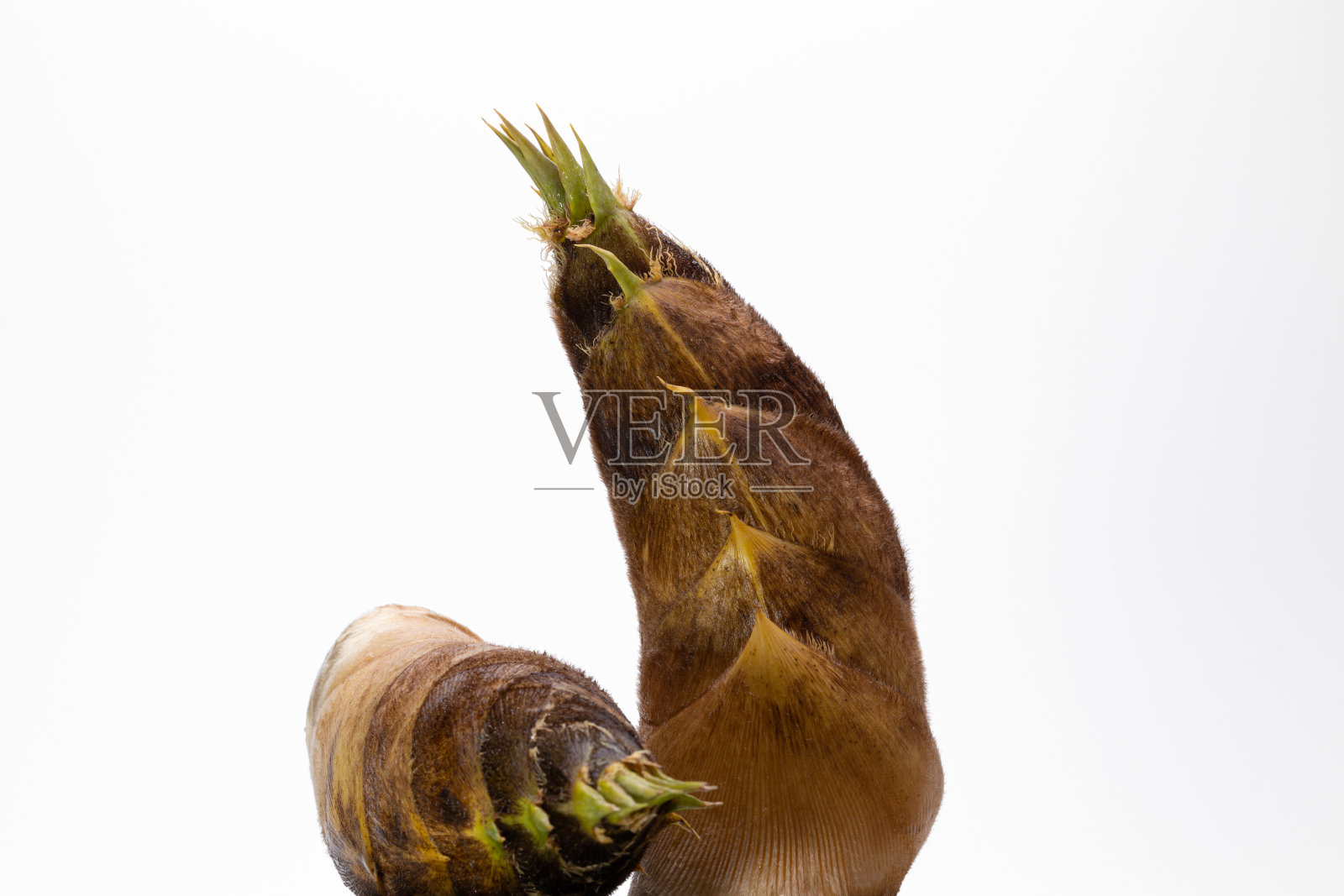 竹笋照片摄影图片