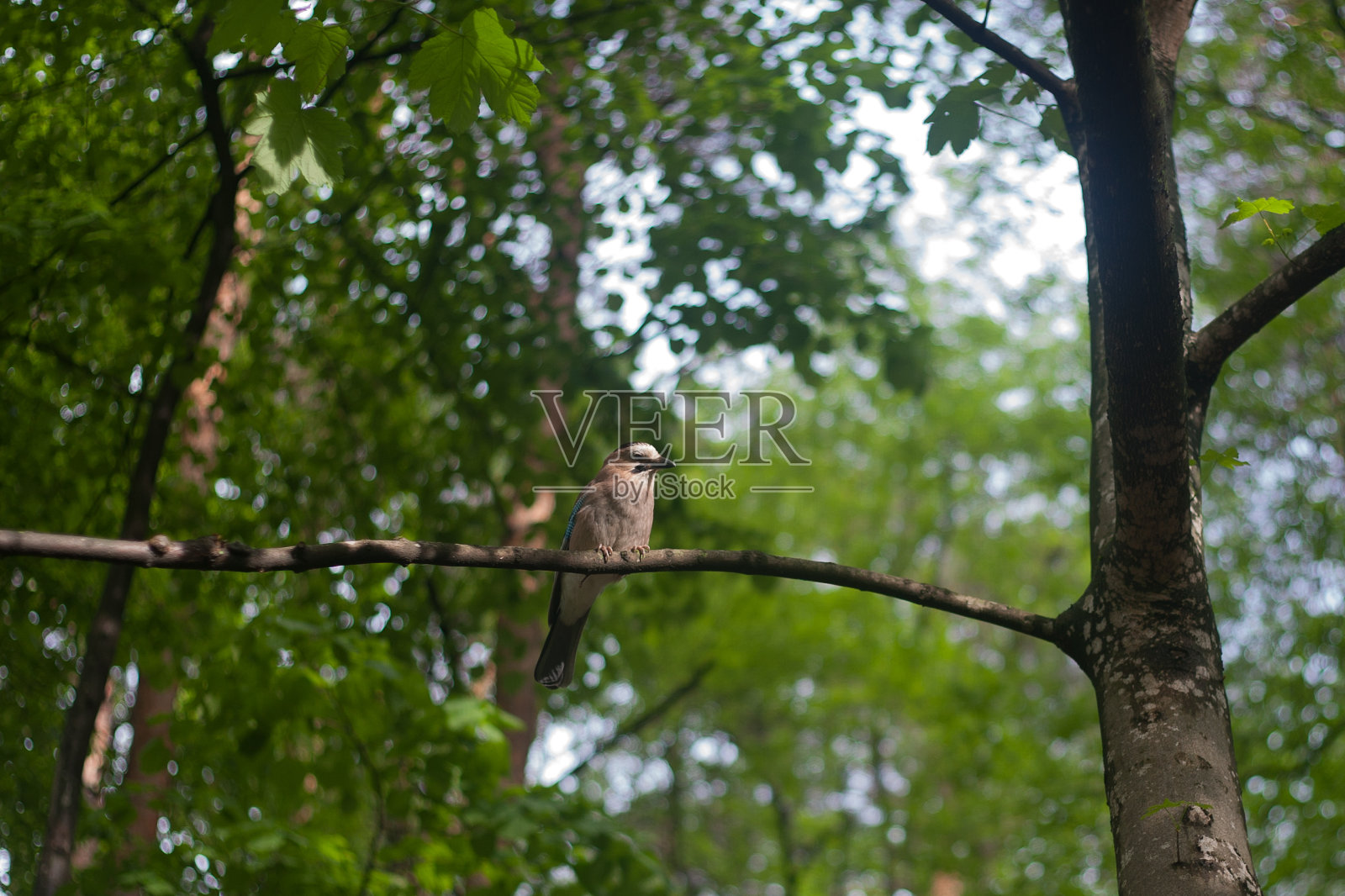 欧亚杰伊。Garrulus glandarius。一只长着蓝色翅膀的灰棕色鸟栖息在绿色森林的树枝上。特写镜头照片摄影图片