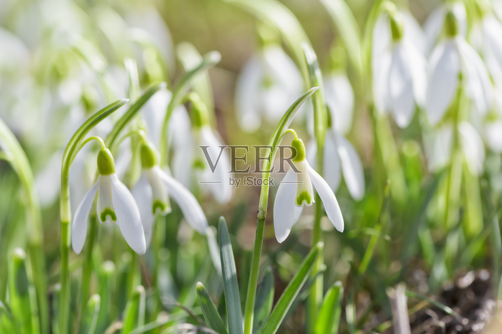 春天的雪花莲花。早春特写鲜花照片摄影图片