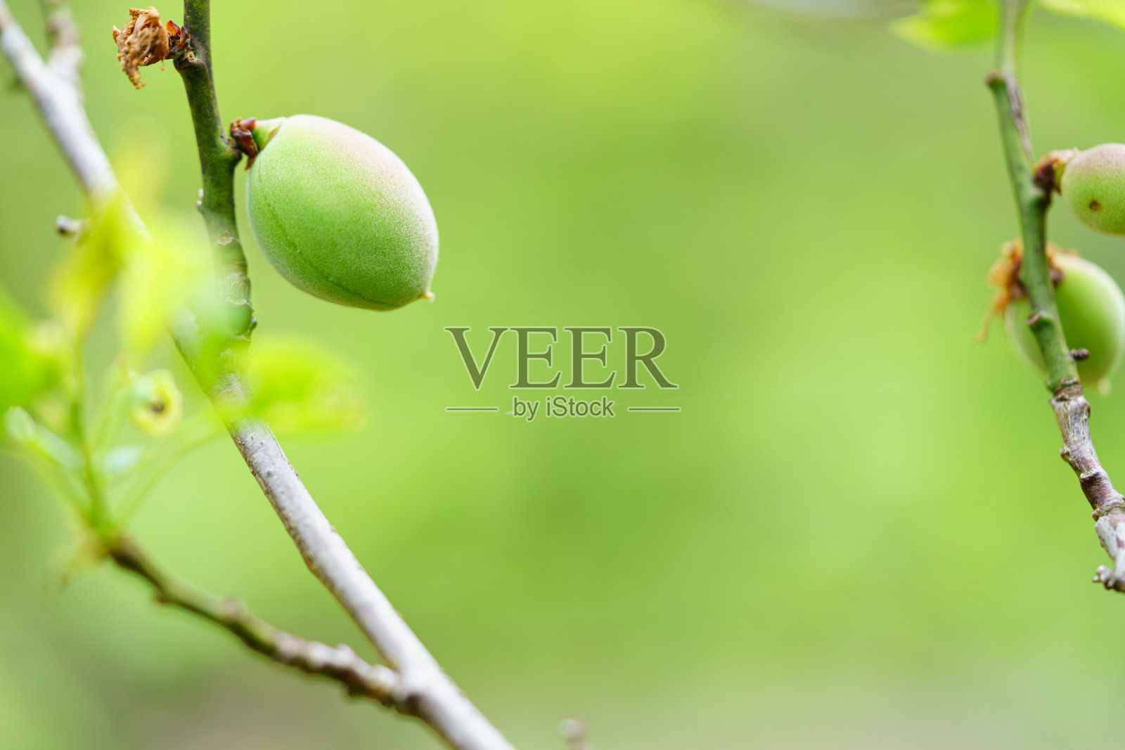 梅花的水果。一个李子的形象照片摄影图片