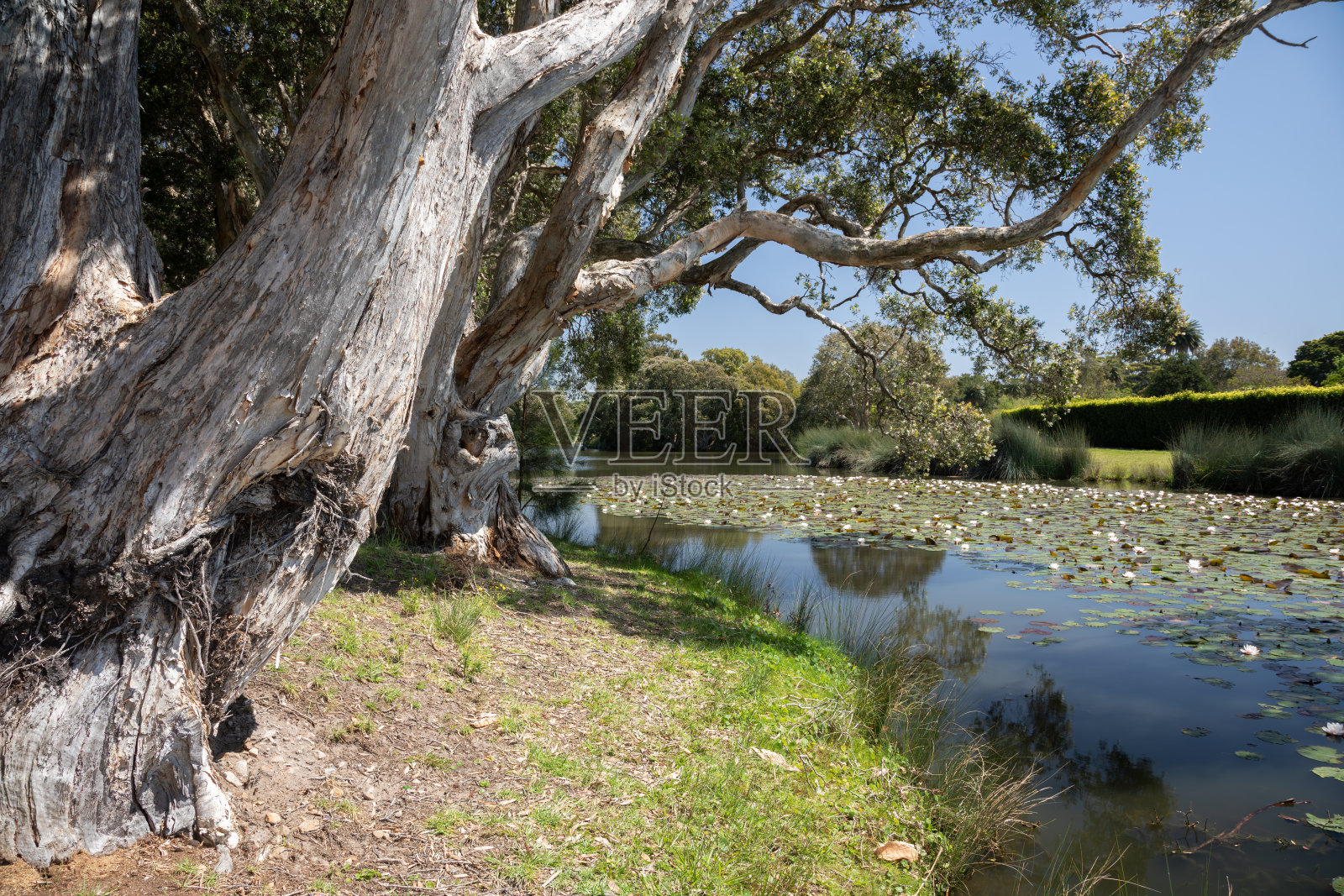 千层树，又名纸皮树或茶树。照片摄影图片