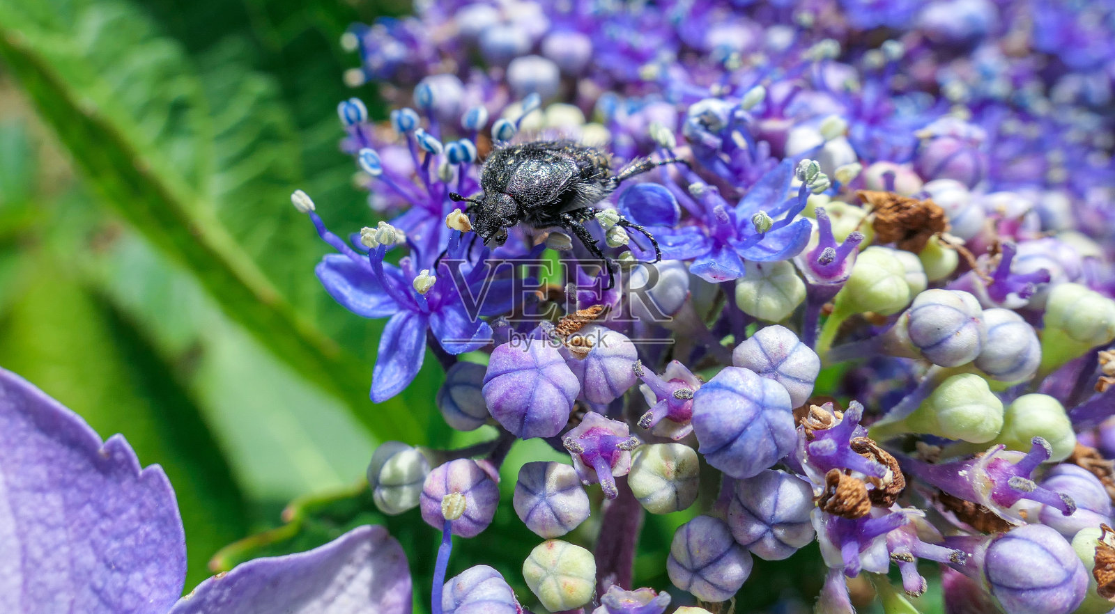 大虫昆虫在蓝色小花灌木丛在阳光明媚的夏天在索契近距离照片摄影图片