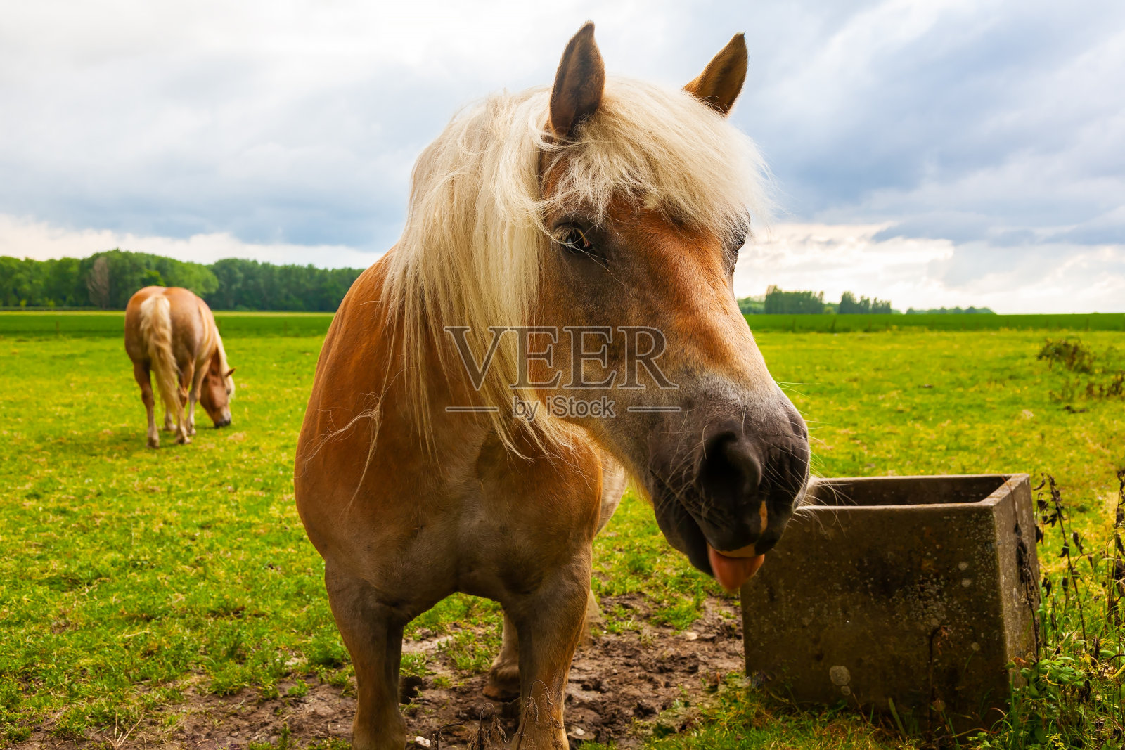 比利时绿色草地上一头金黄色的马伸出了它的舌头照片摄影图片