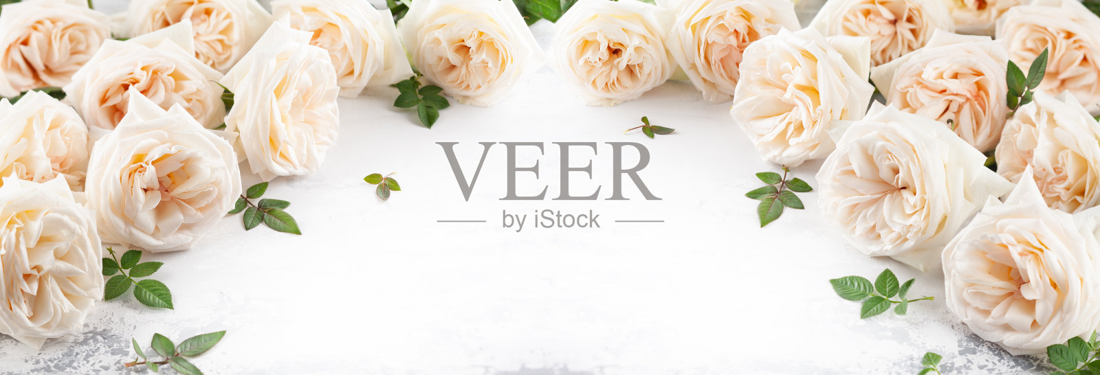 美丽新鲜的白玫瑰花照片摄影图片