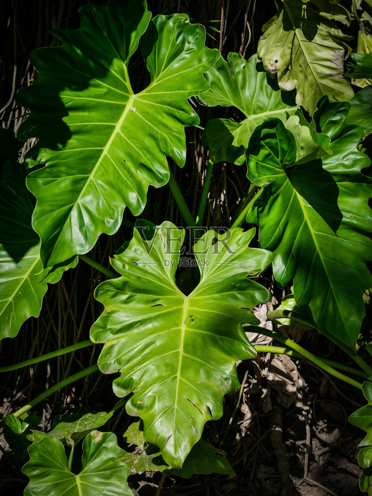 花照片摄影图片