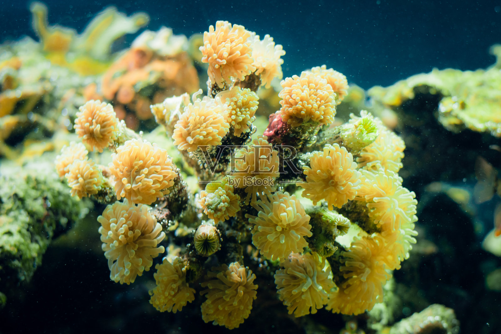 奇异的水下珊瑚群落。水下珊瑚礁图像照片摄影图片