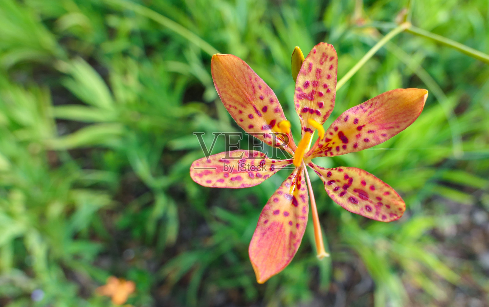 中国夏天的阳光橙花照片摄影图片