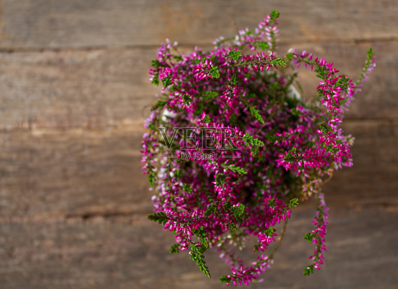 木质表面石南花照片摄影图片