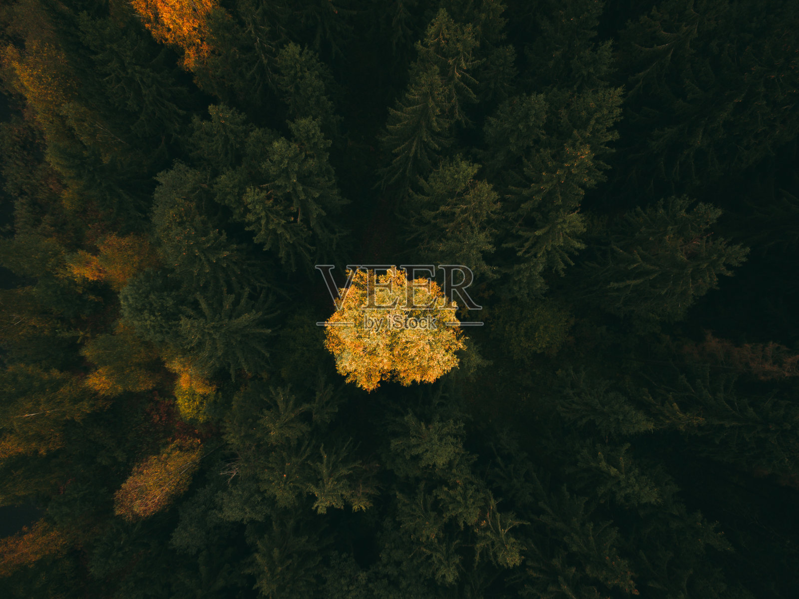 秋天彩色森林的航拍照片。照片摄影图片