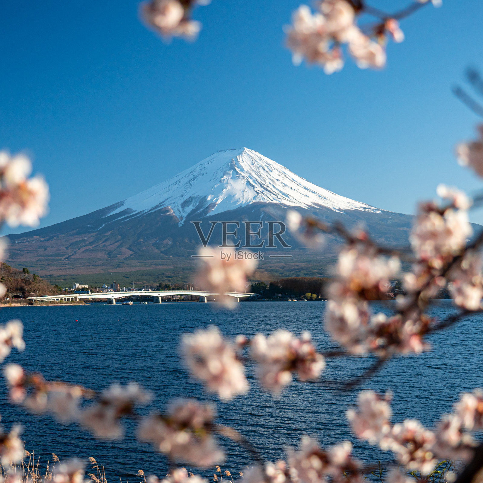 日本富士山上盛开樱花的春天。照片摄影图片