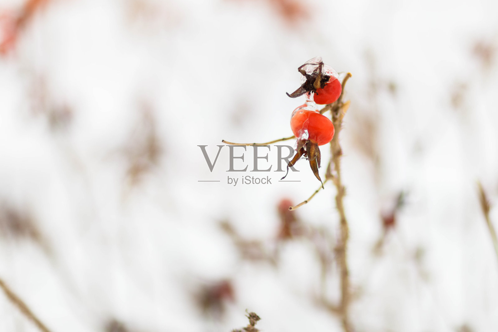 在一个多云的冬天，树枝上的冰冻玫瑰果浆果照片摄影图片