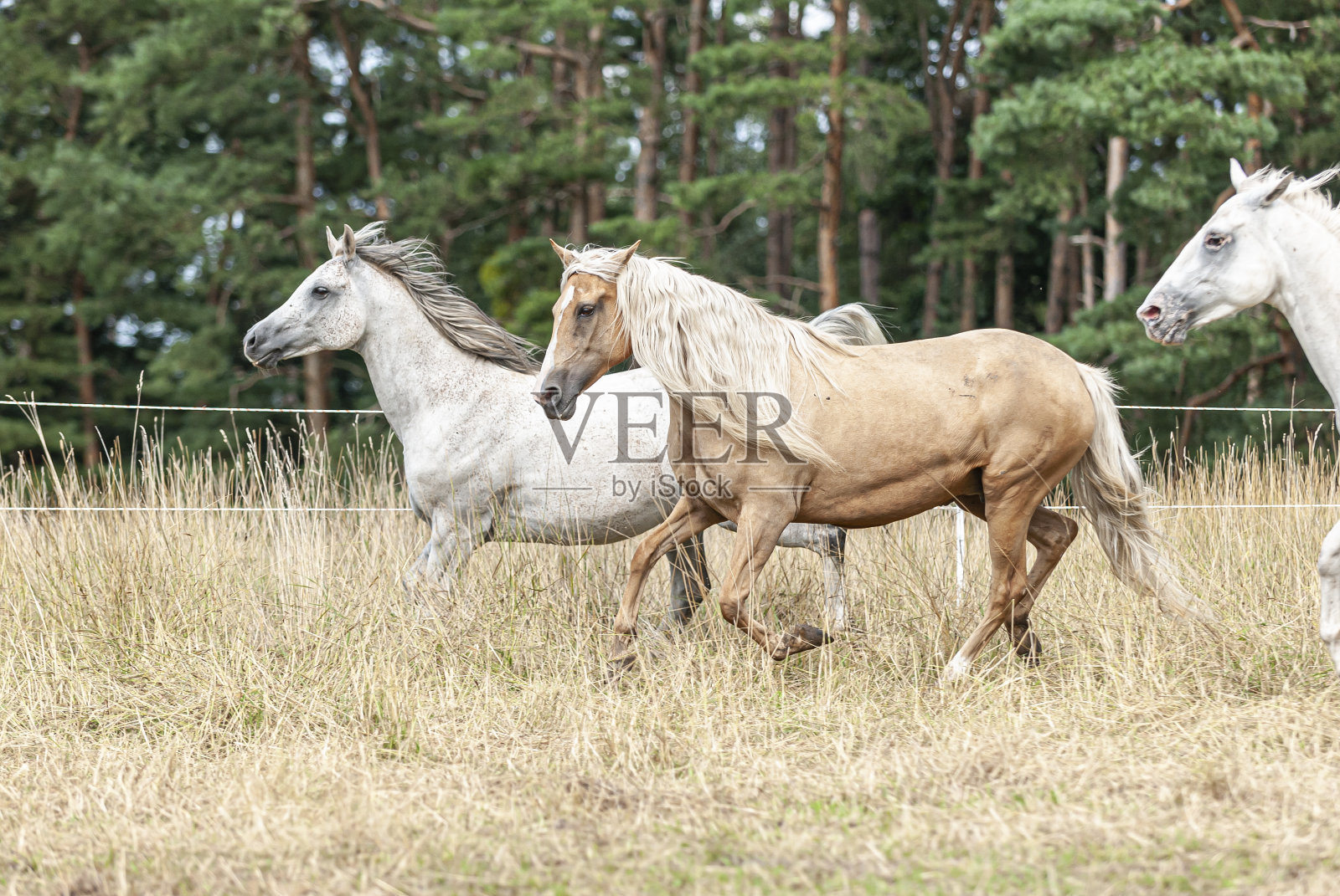 围场上的马照片摄影图片
