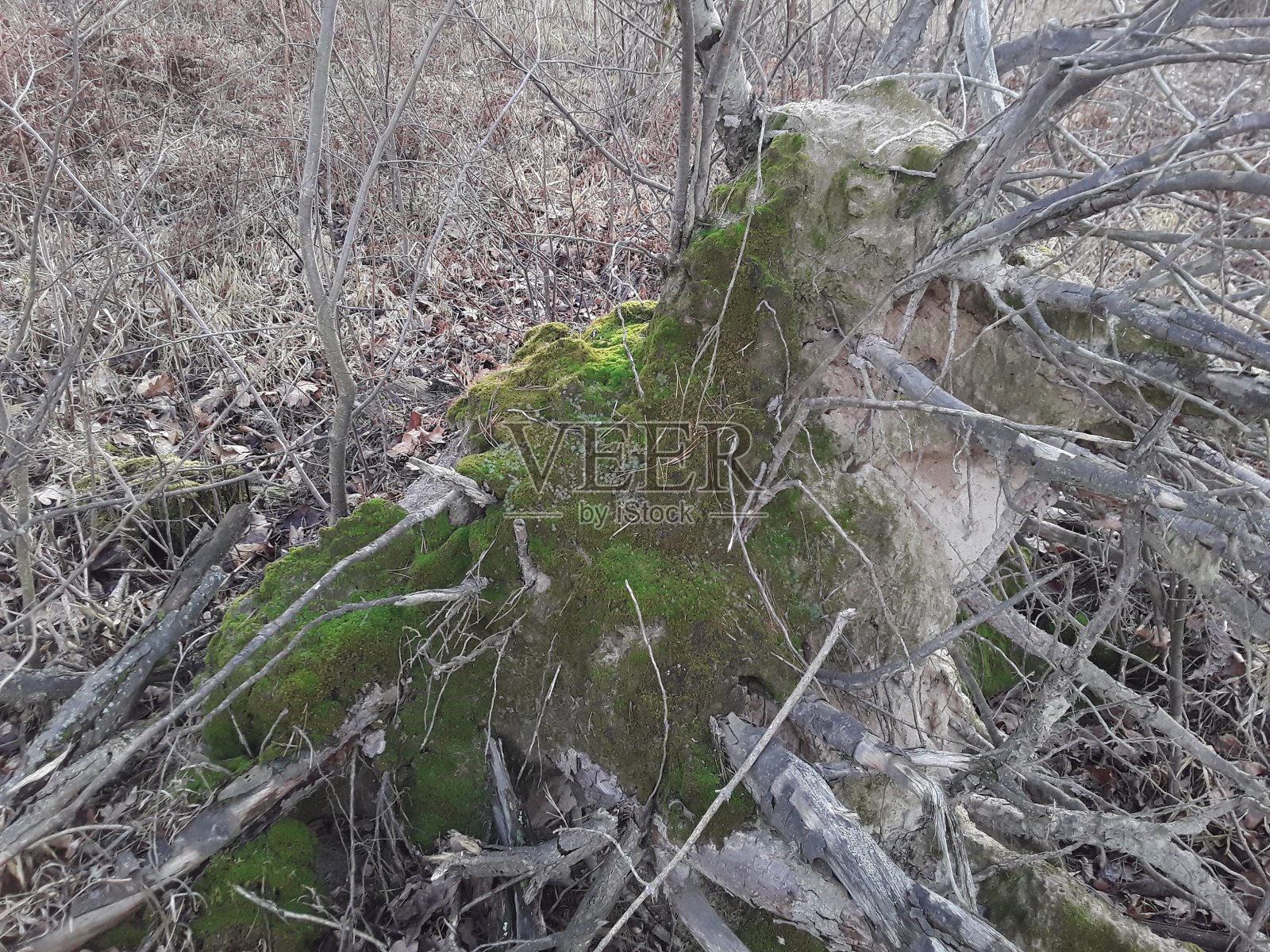 纹理绿色苔藓上的一棵树在一个冬天的森林照片摄影图片