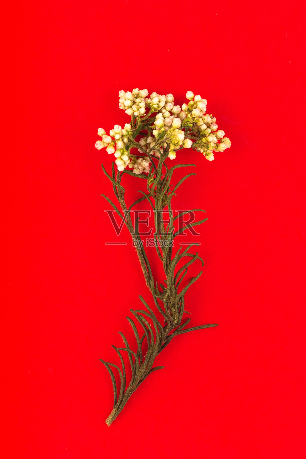 花组成。花卉图案。干花明信片。红色背景上的花。情人节。3月8日是国际妇女节。平铺，俯视图，拷贝空间照片摄影图片