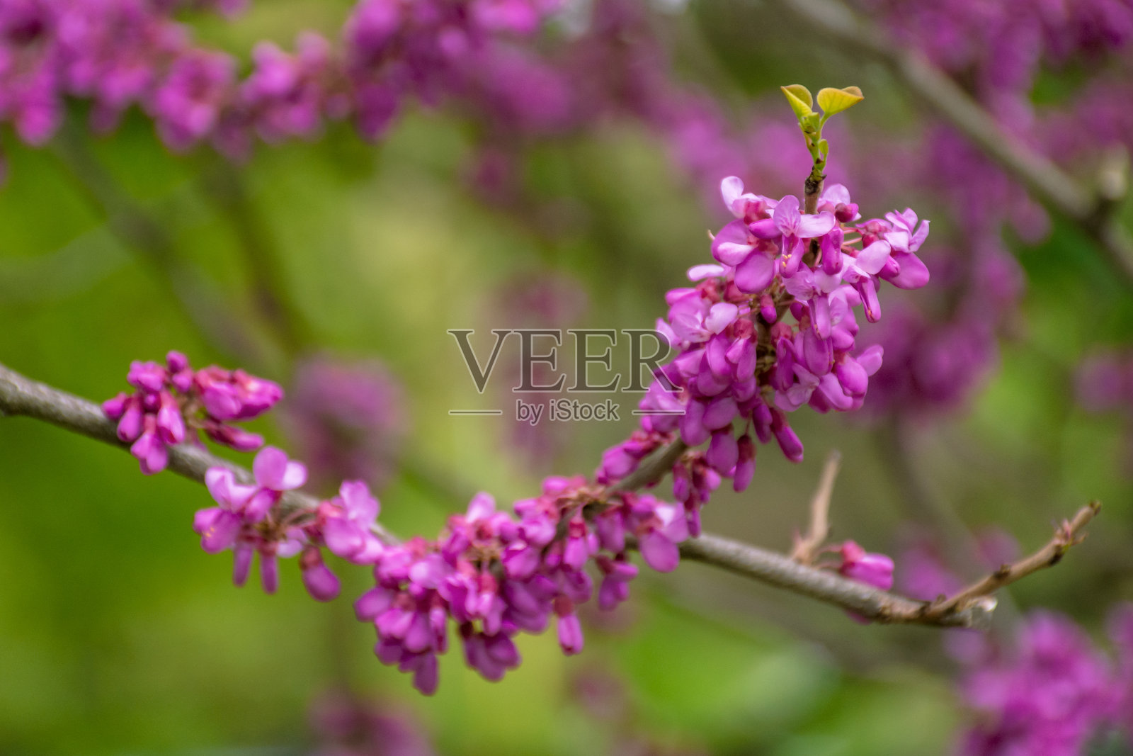 犹大树开花了照片摄影图片