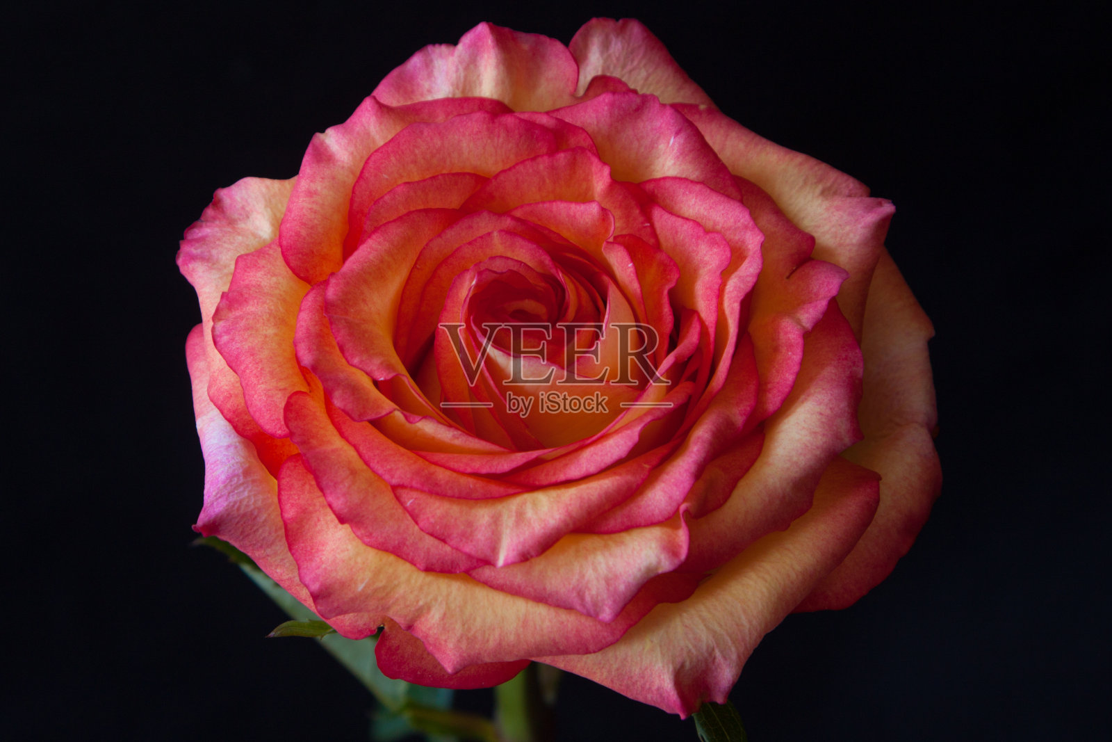 彩色玫瑰孤立在黑色背景。照片摄影图片