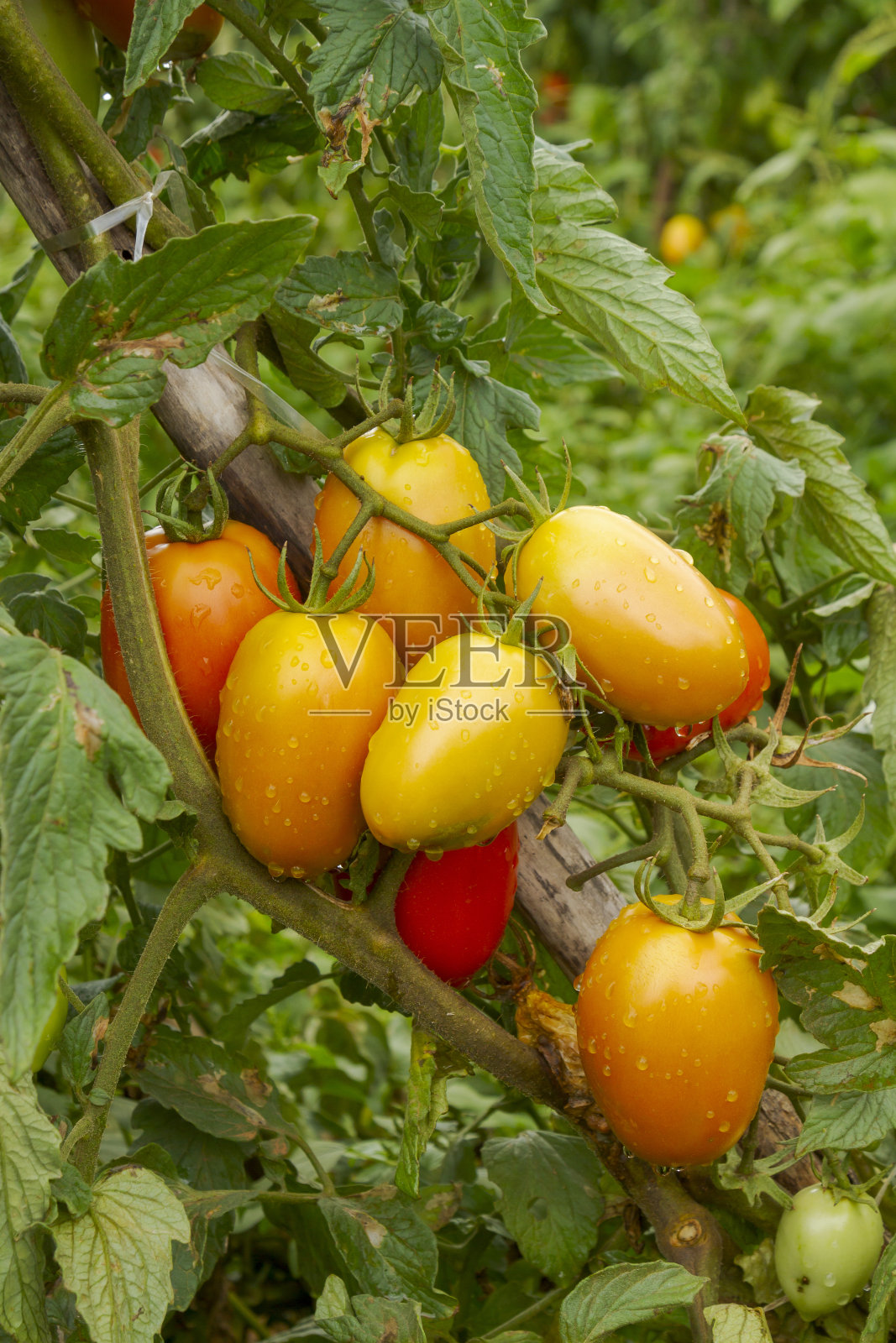 有机番茄照片摄影图片