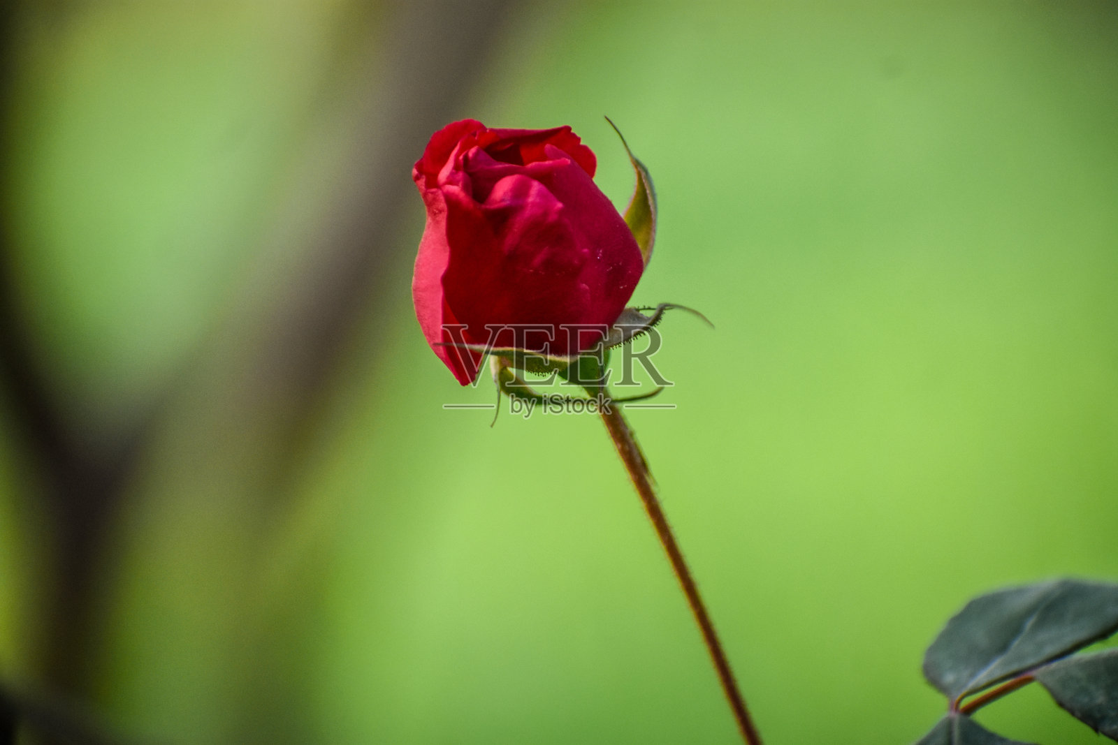 一个美丽的玫瑰照片摄影图片