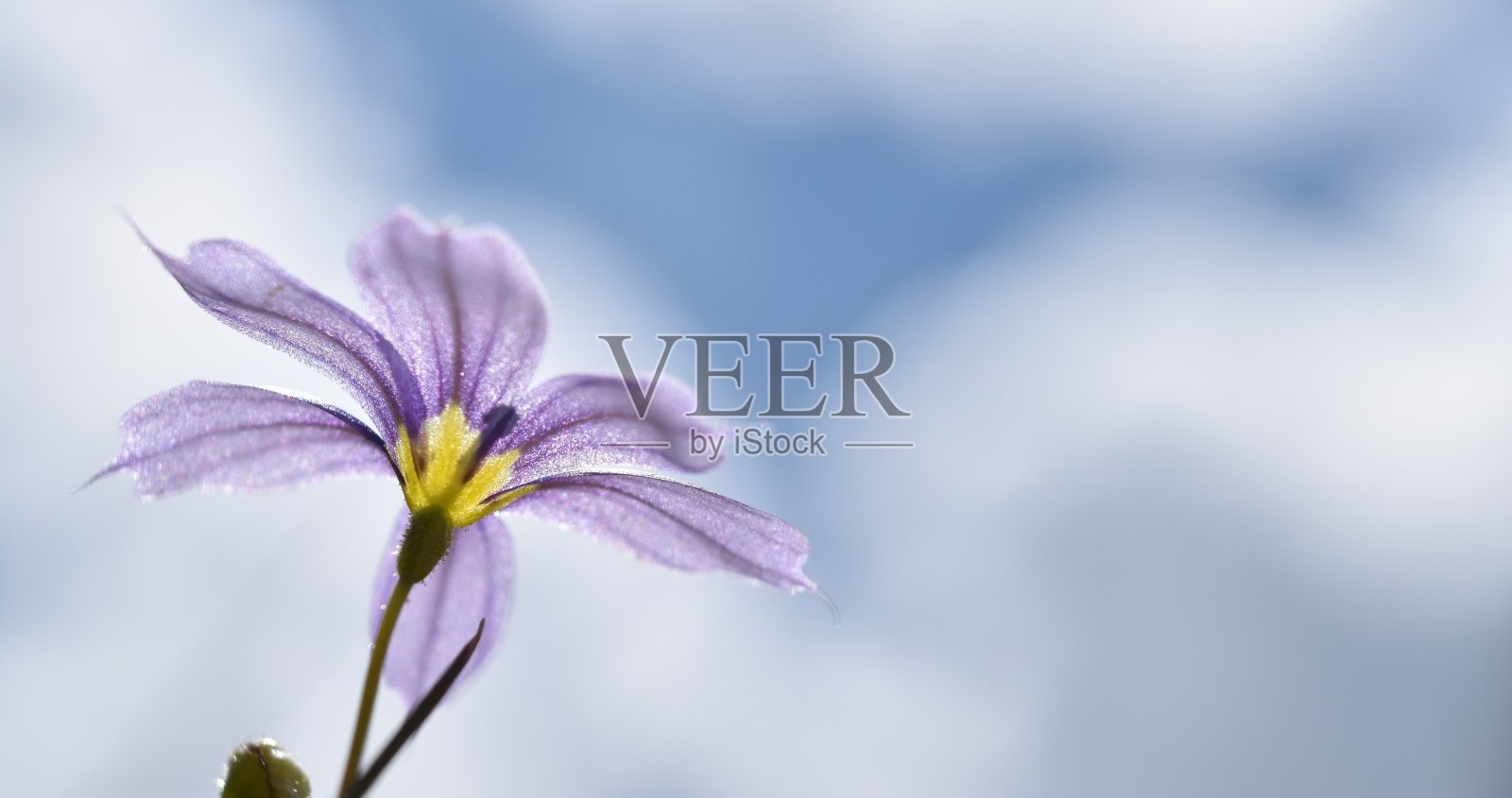 宏观的紫色和黄色野花。照片摄影图片