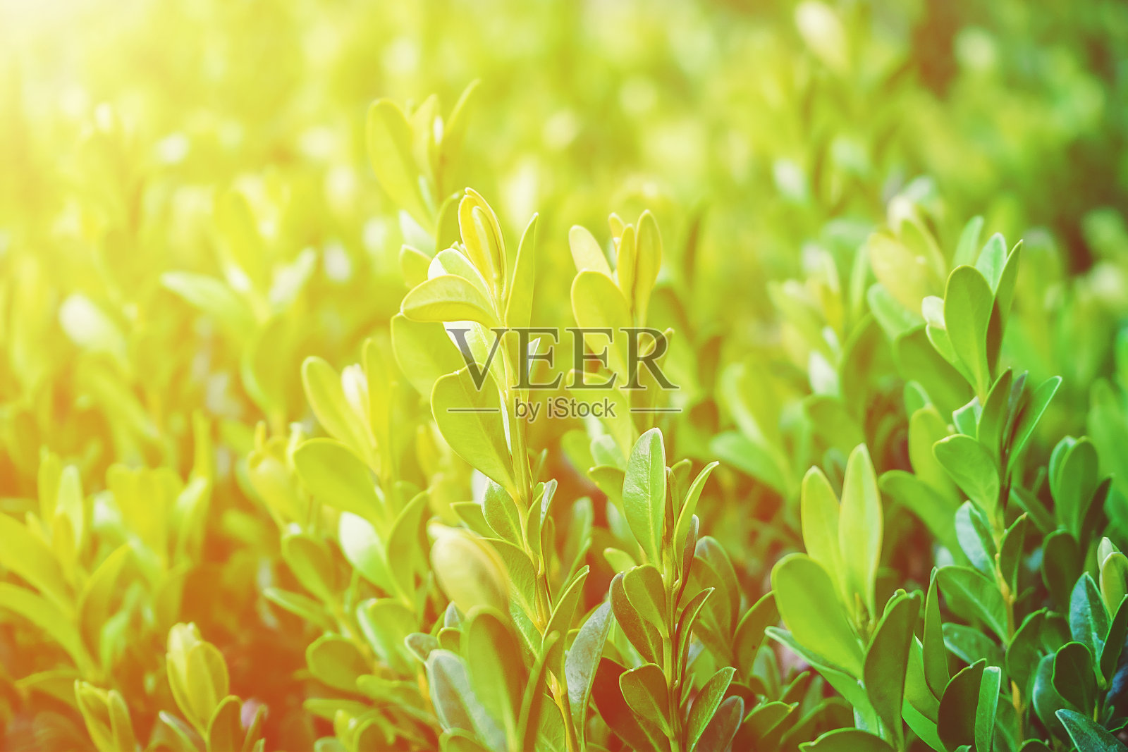 在阳光植物的背景下，一株年轻黄杨木的枝条照片摄影图片