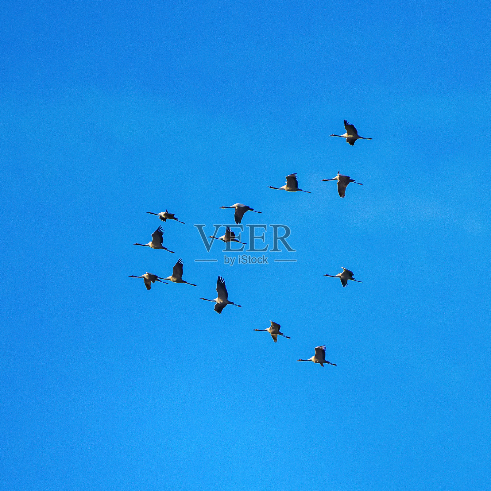 蒙弗拉格国家公园的普通起重机Grus Grus。西班牙埃斯特雷马杜拉照片摄影图片