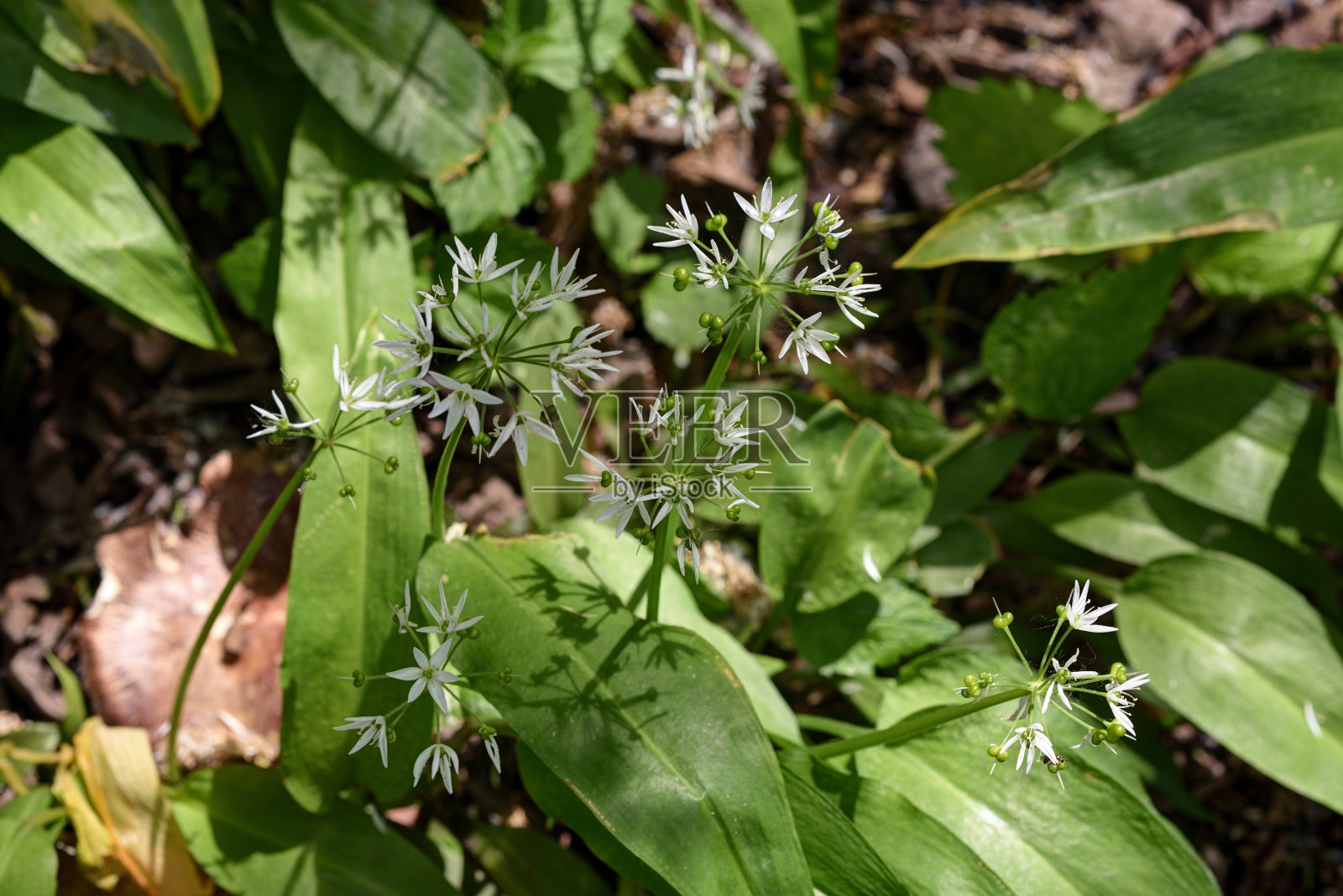 熊葱照片摄影图片
