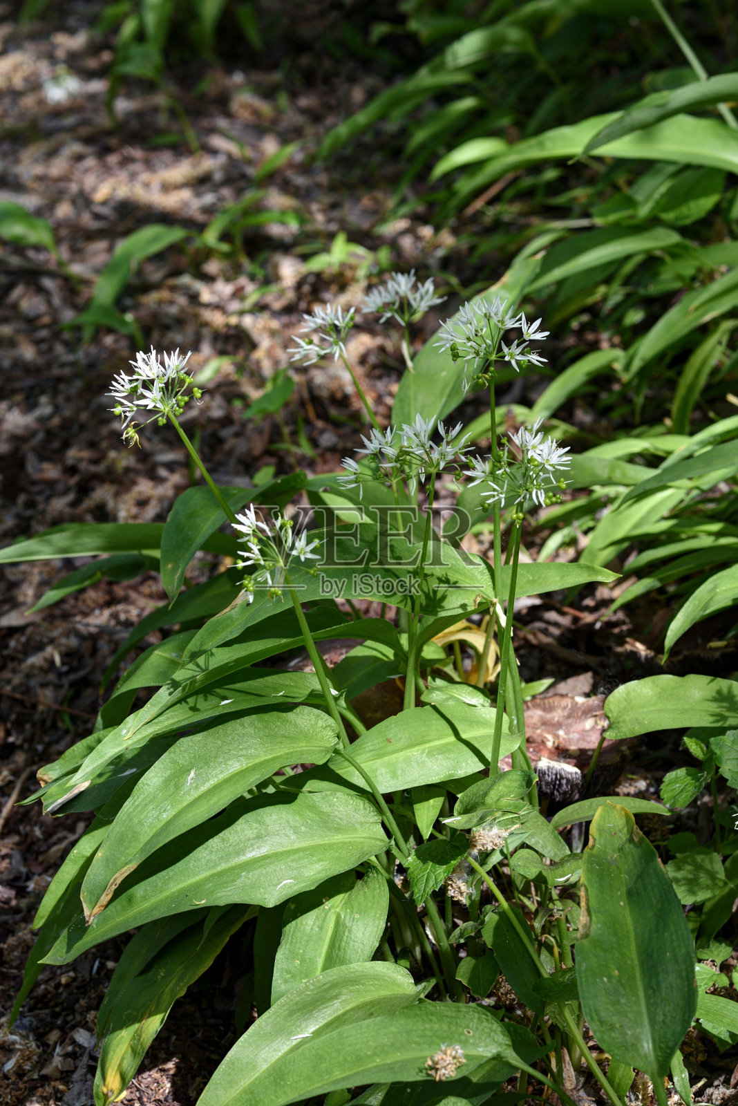 熊葱照片摄影图片