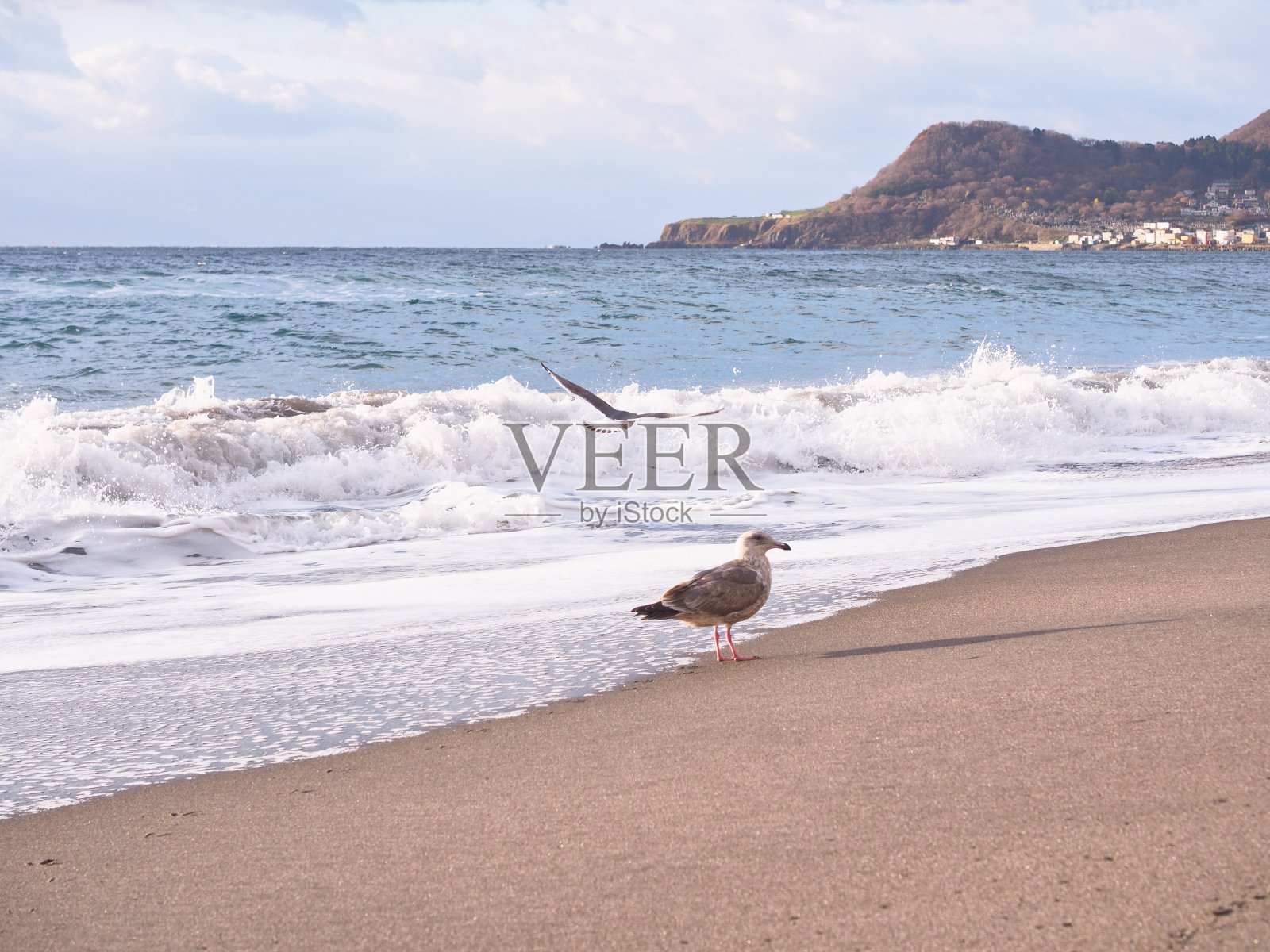 海鸥们飞过来看晨光照耀下美丽的大海照片摄影图片