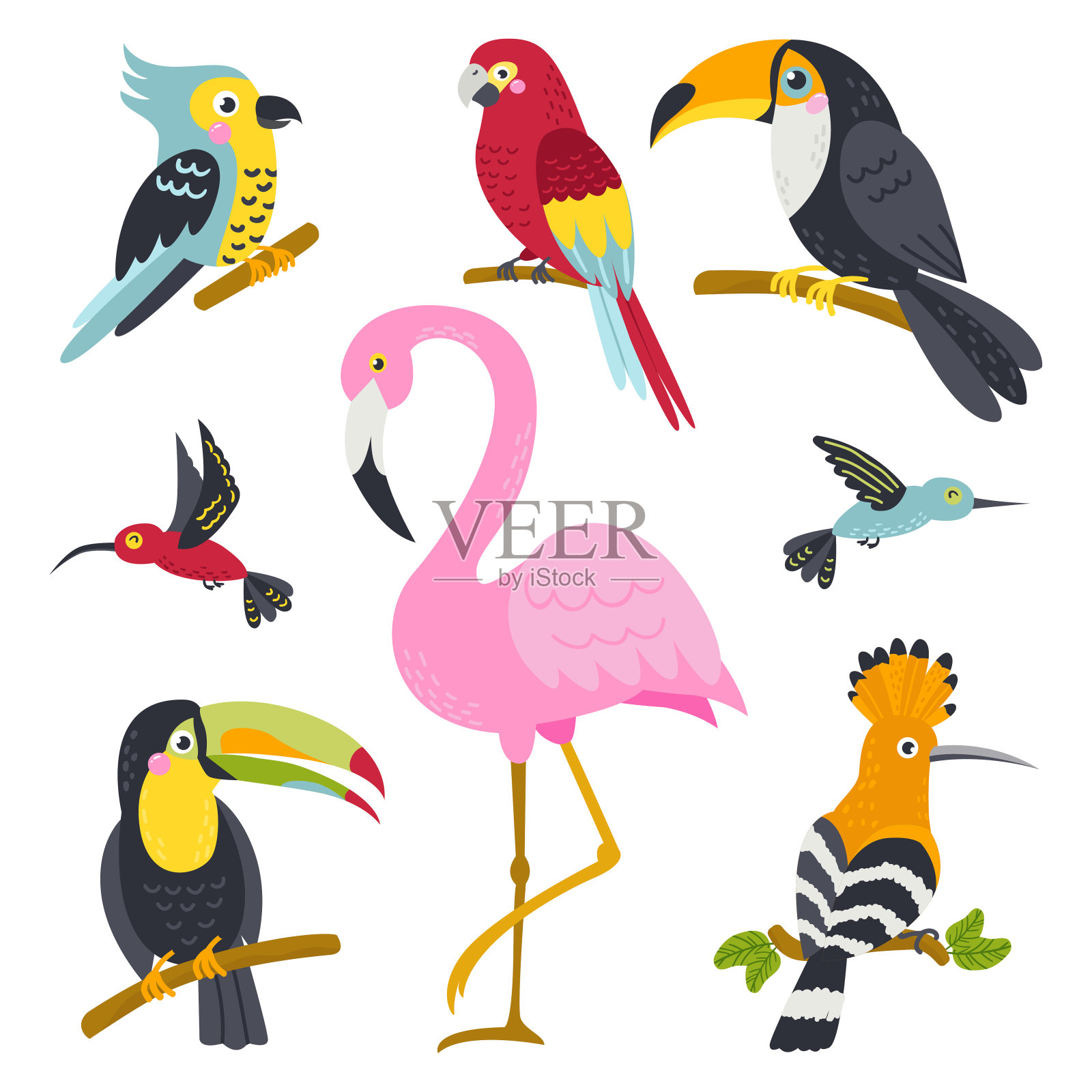 来自丛林的可爱的鸟向量集插画图片素材