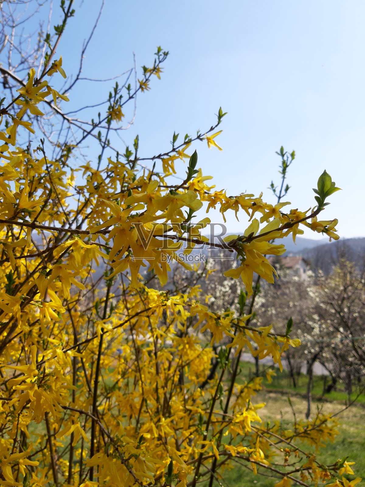 春天的花朵照片摄影图片