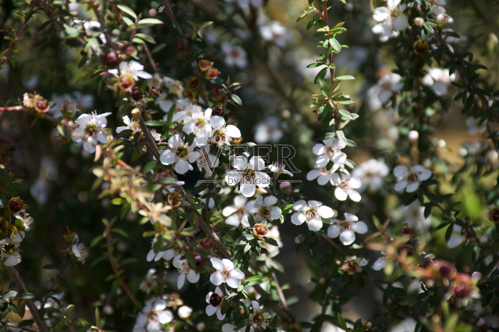 麦卢卡（Leptospermum Scoparium）新西兰茶树照片摄影图片