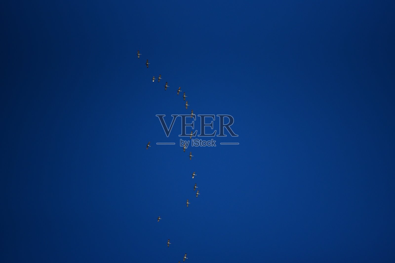 下面是在深蓝色的天空中飞翔的沙丘鹤群照片摄影图片