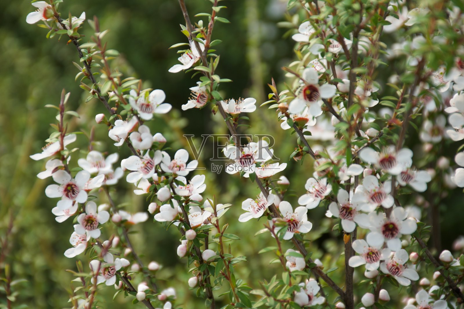 麦卢卡（Leptospermum Scoparium）新西兰茶树照片摄影图片
