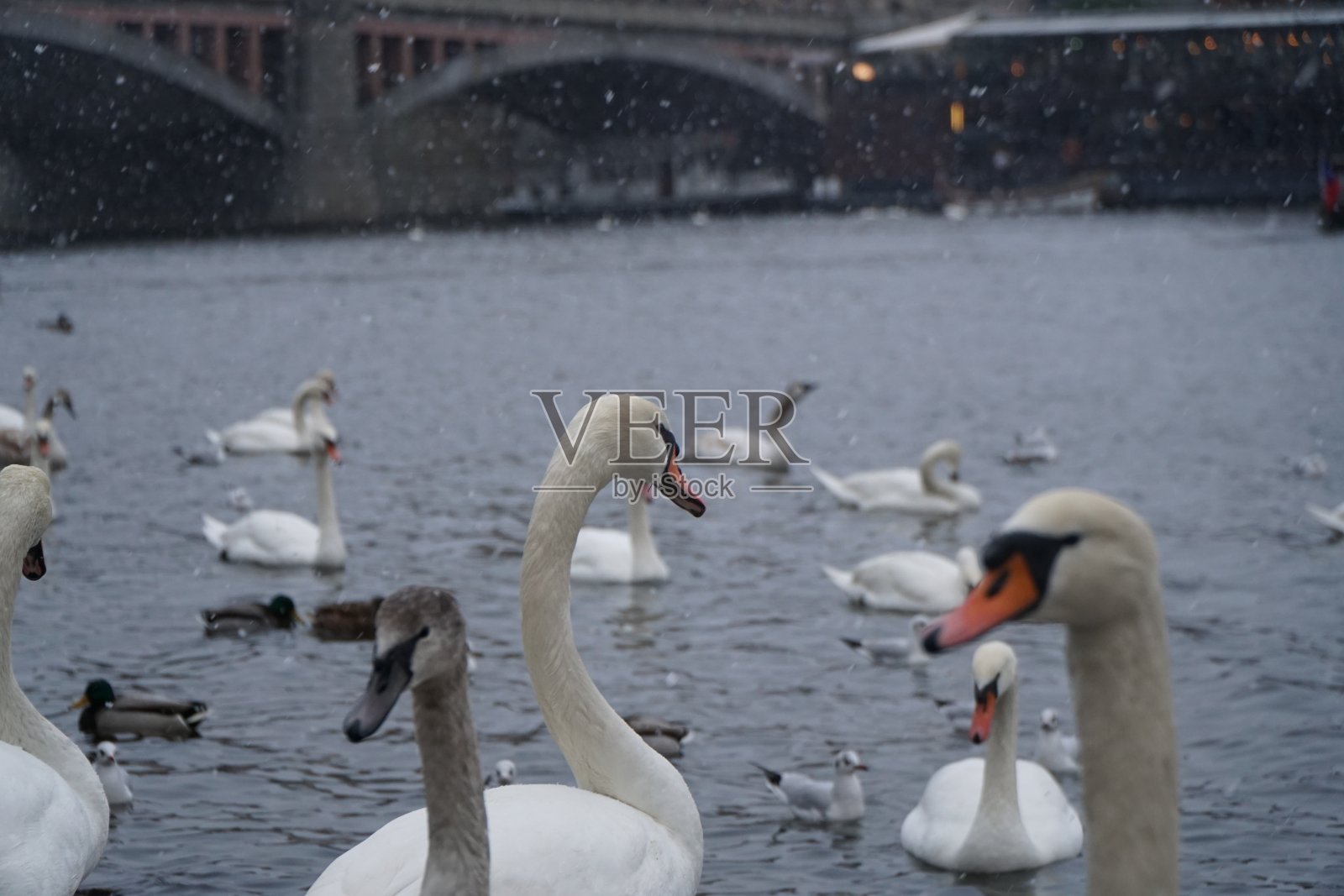 2019年，捷克共和国，布拉格:下雪期间，天鹅在布拉格摩尔达瓦河畔照片摄影图片