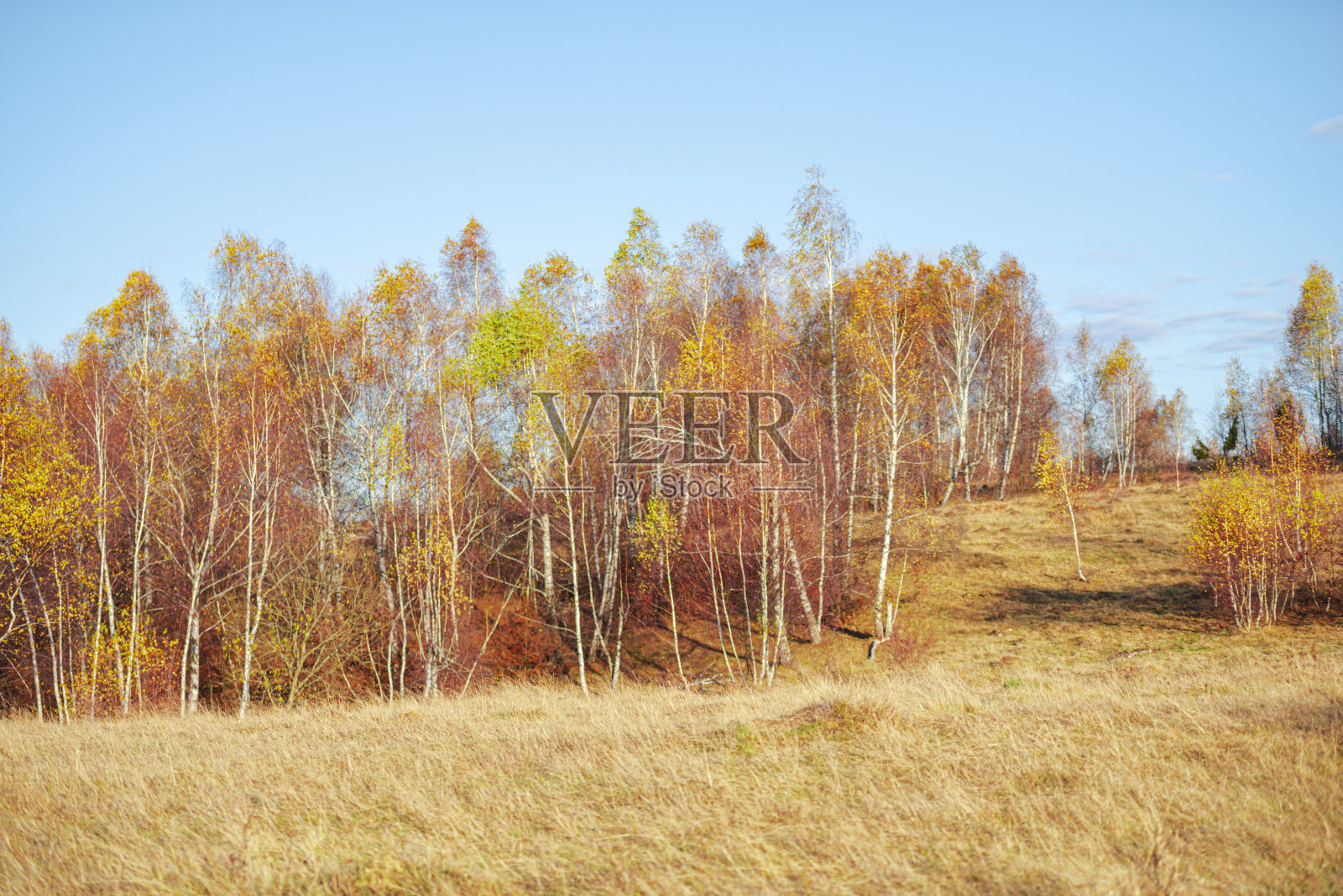 日出时的桦树照片摄影图片