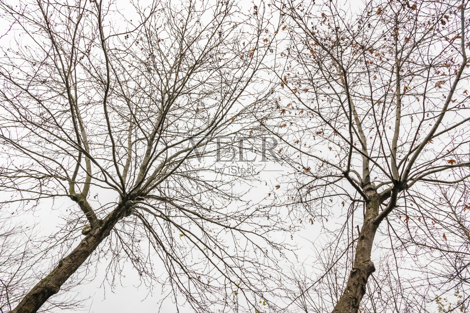 冬天的树木和多云的自然天气照片摄影图片