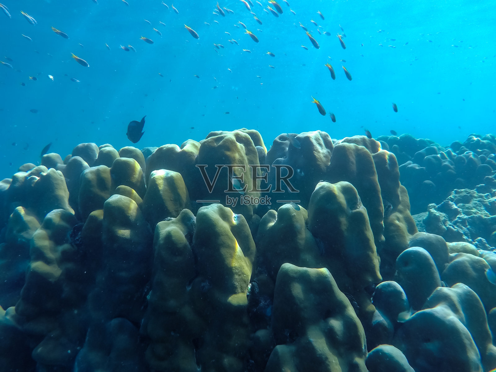 热带珊瑚礁上的硬珊瑚和软珊瑚照片摄影图片