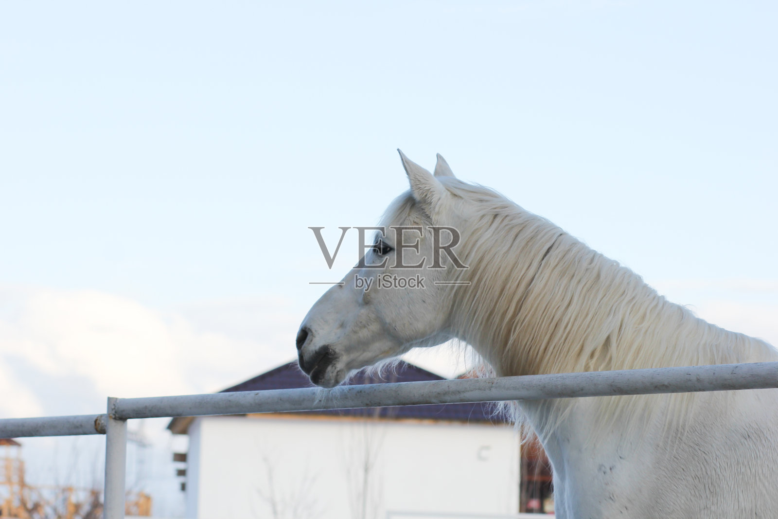 冬天户外畜栏里的白马照片摄影图片