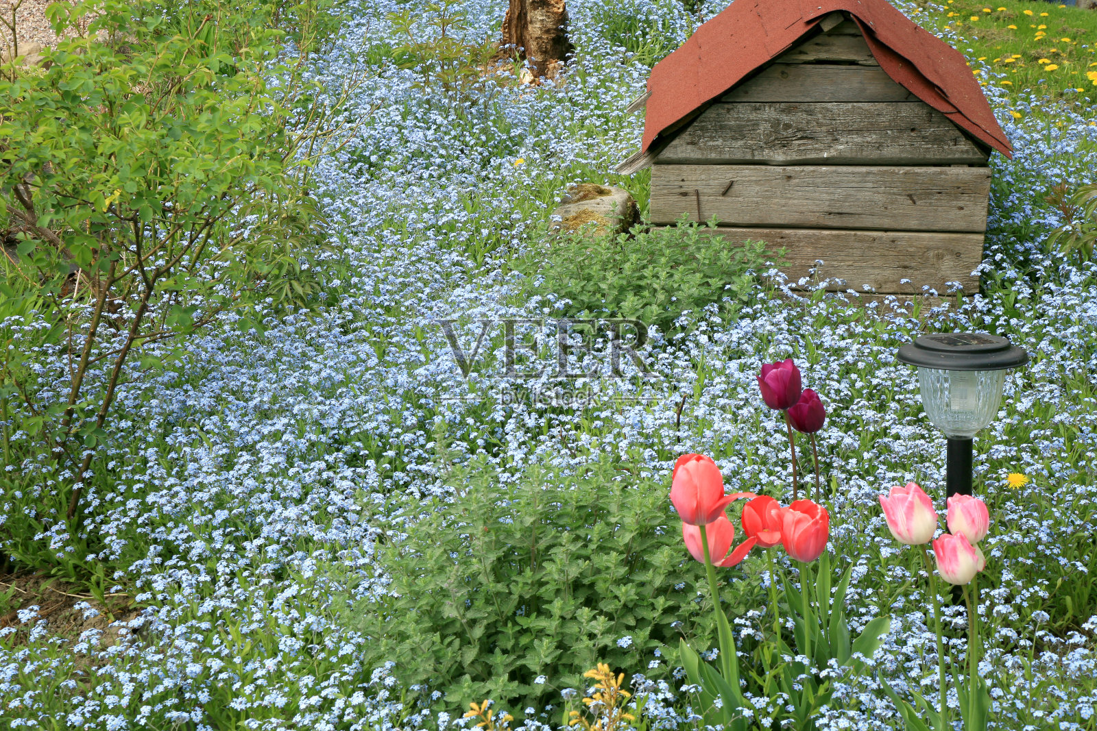 勿忘我、郁金香和旧狗窝照片摄影图片