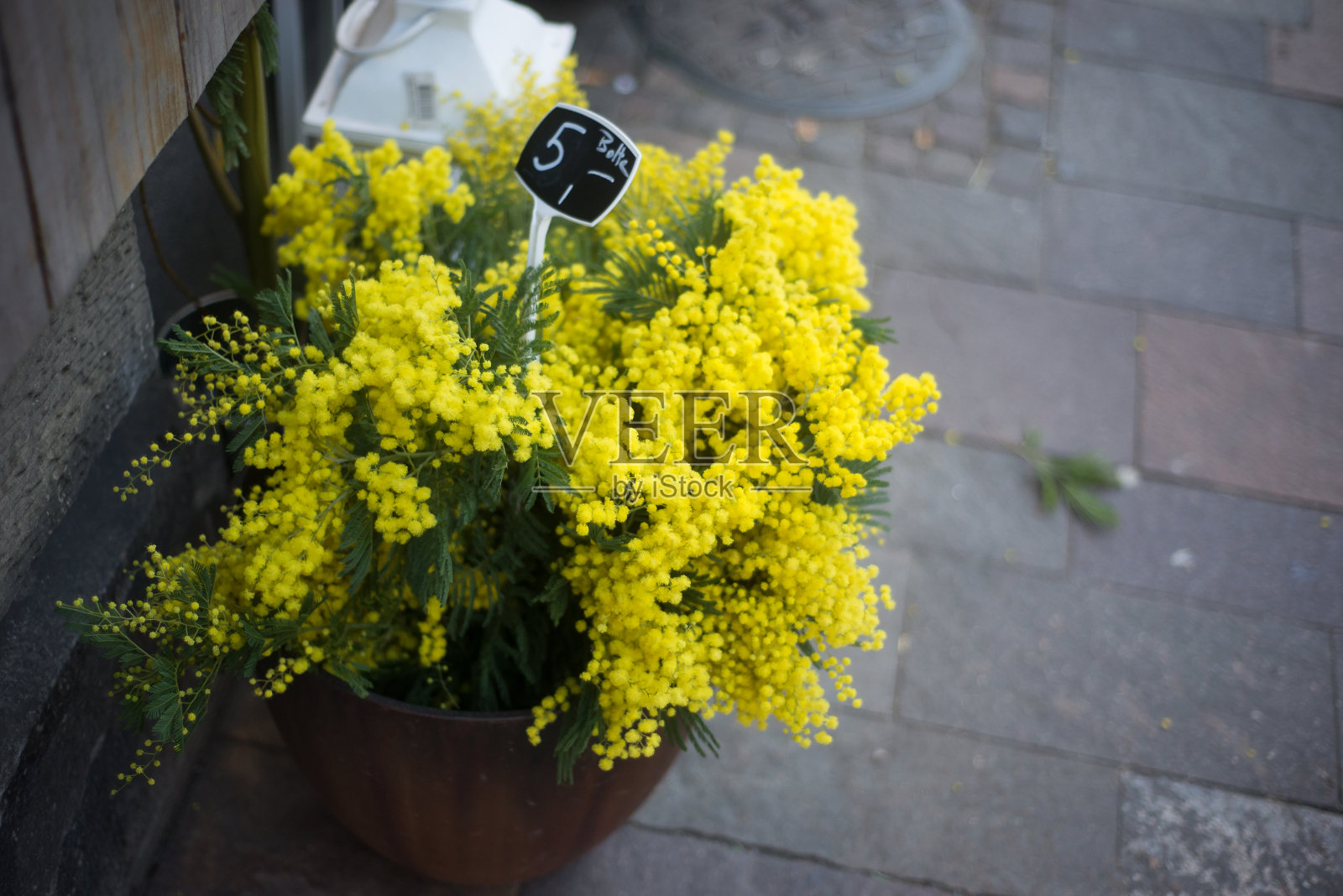 街上花店的含羞草花照片摄影图片