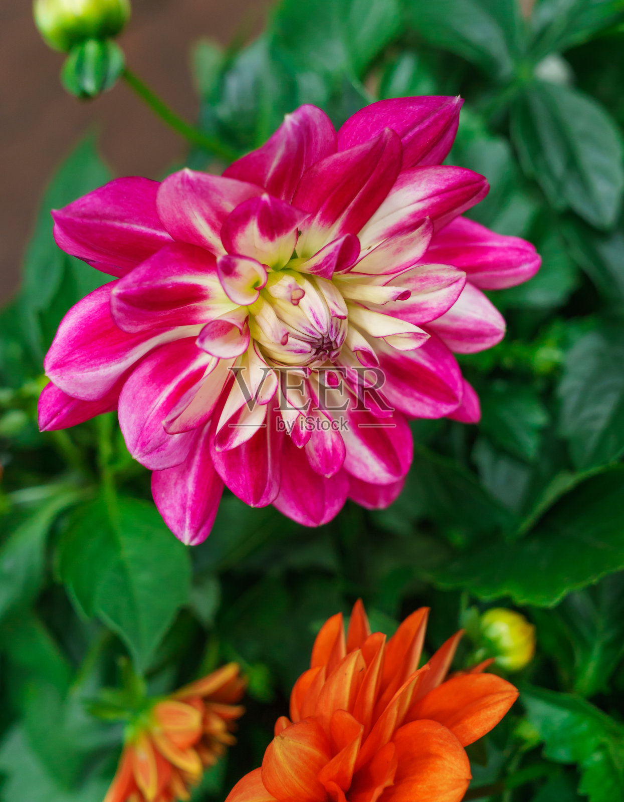 美丽的夏日大丽花在家里的花园里。照片摄影图片