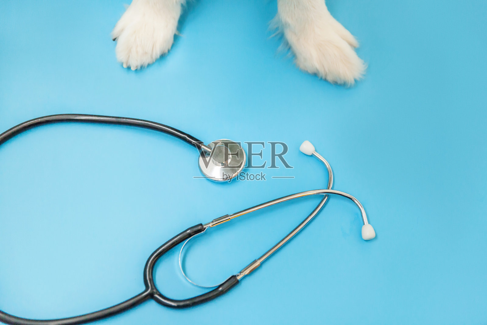 小狗边境牧羊犬爪子和听诊器，蓝色背景隔离。兽医诊所的接待处小狗。宠物保健和动物概念照片摄影图片