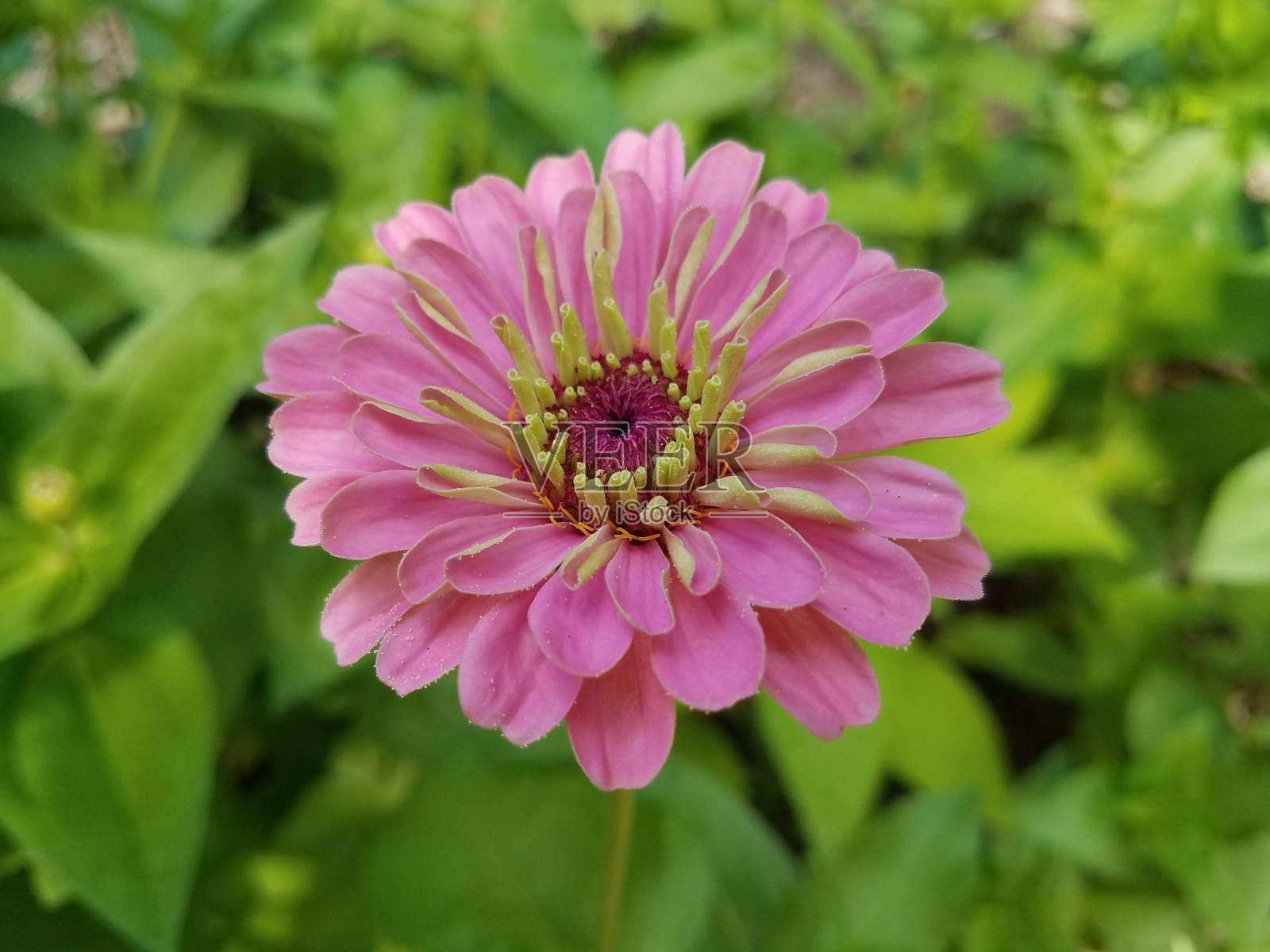生长在美国东南部的粉红色百日草照片摄影图片