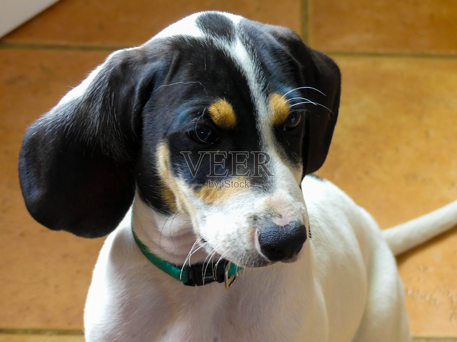 Ariegois幼犬照片摄影图片