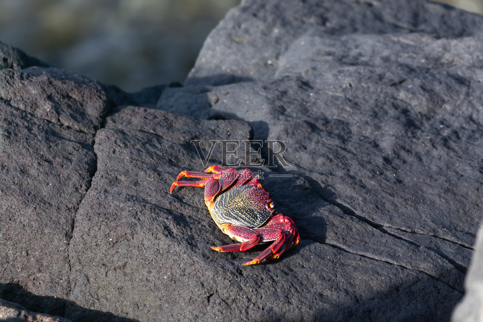 在西班牙加那利的拉帕尔马岛的海岸上，红岩蟹在熔岩上爬行照片摄影图片