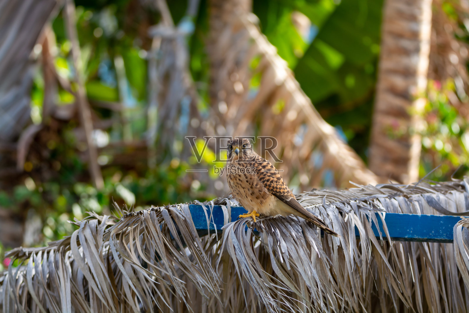 西班牙加那利群岛拉帕尔马岛的成年雄性隼照片摄影图片