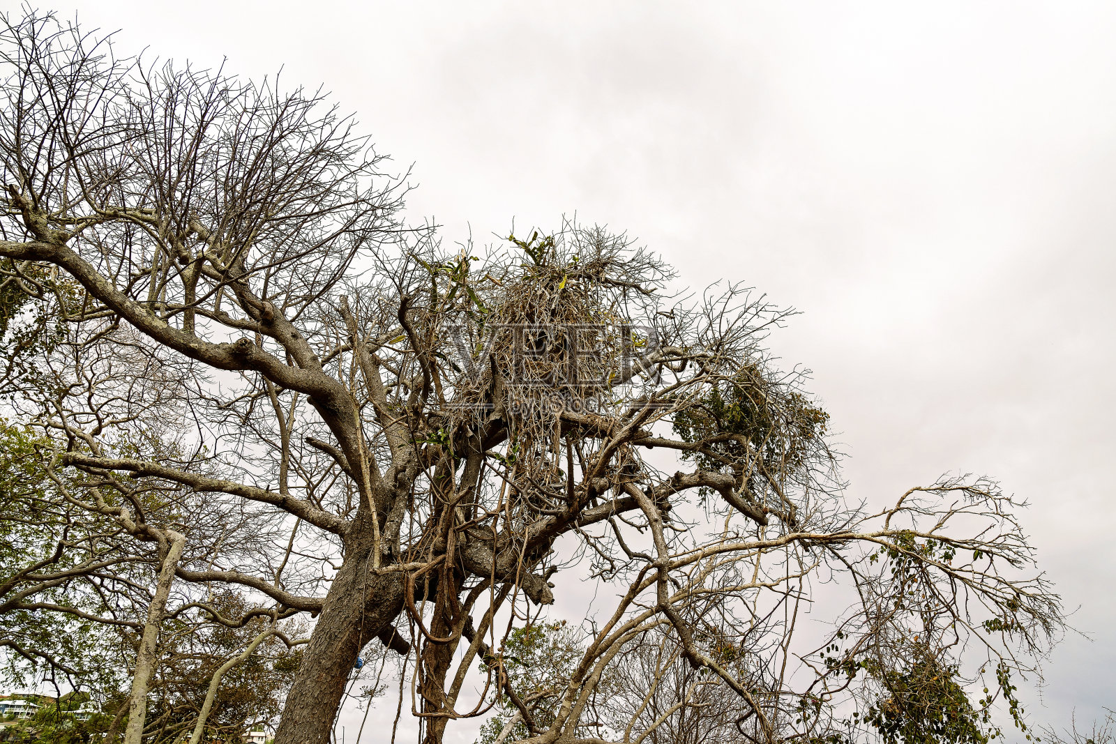 传播树枝照片摄影图片