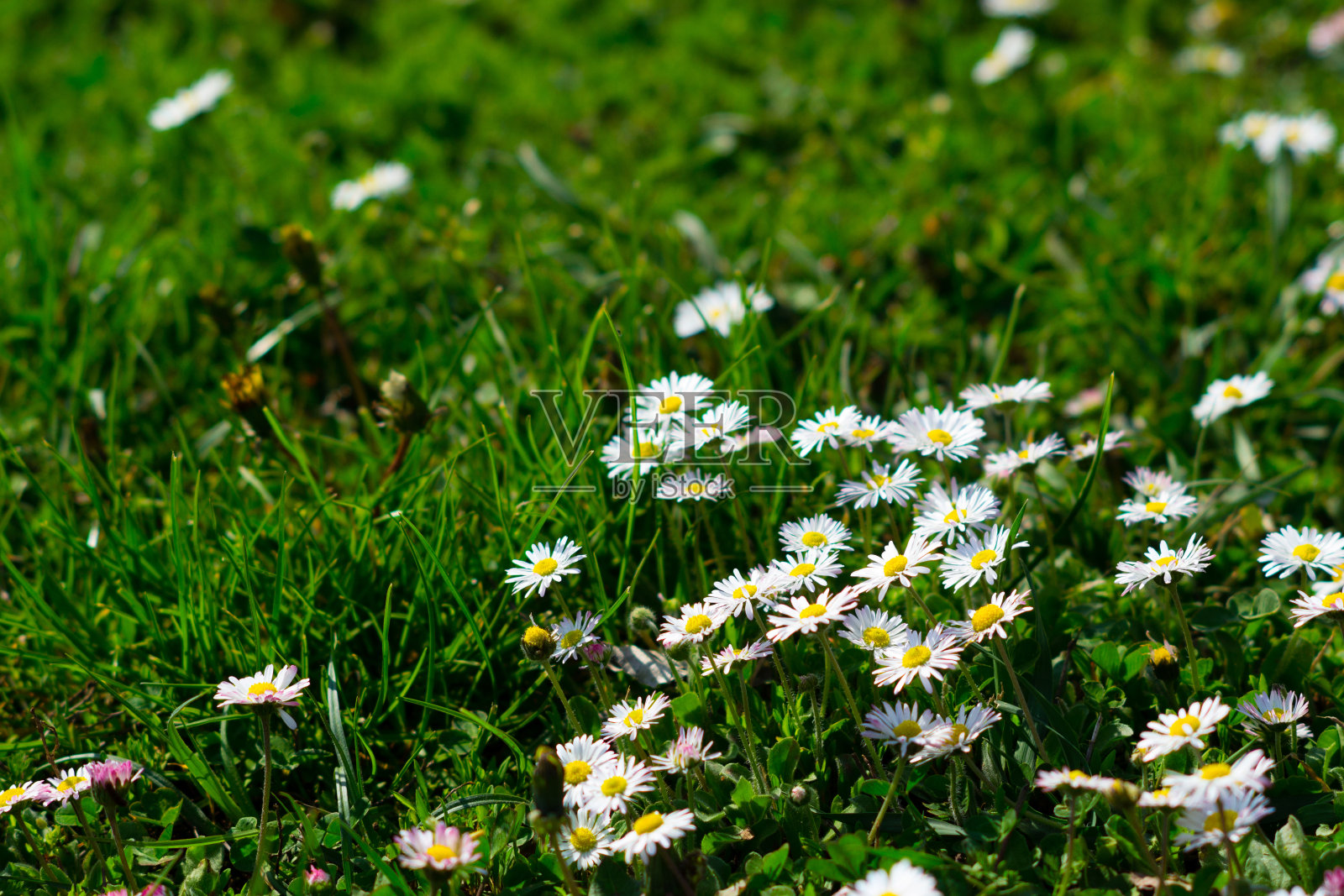 野花照片摄影图片
