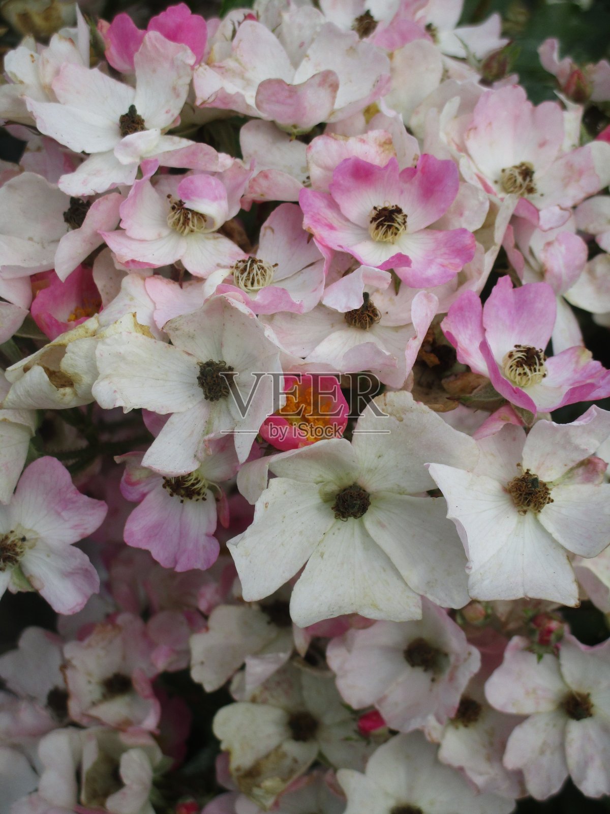 2019年夏天甜蜜的粉色法国玫瑰照片摄影图片