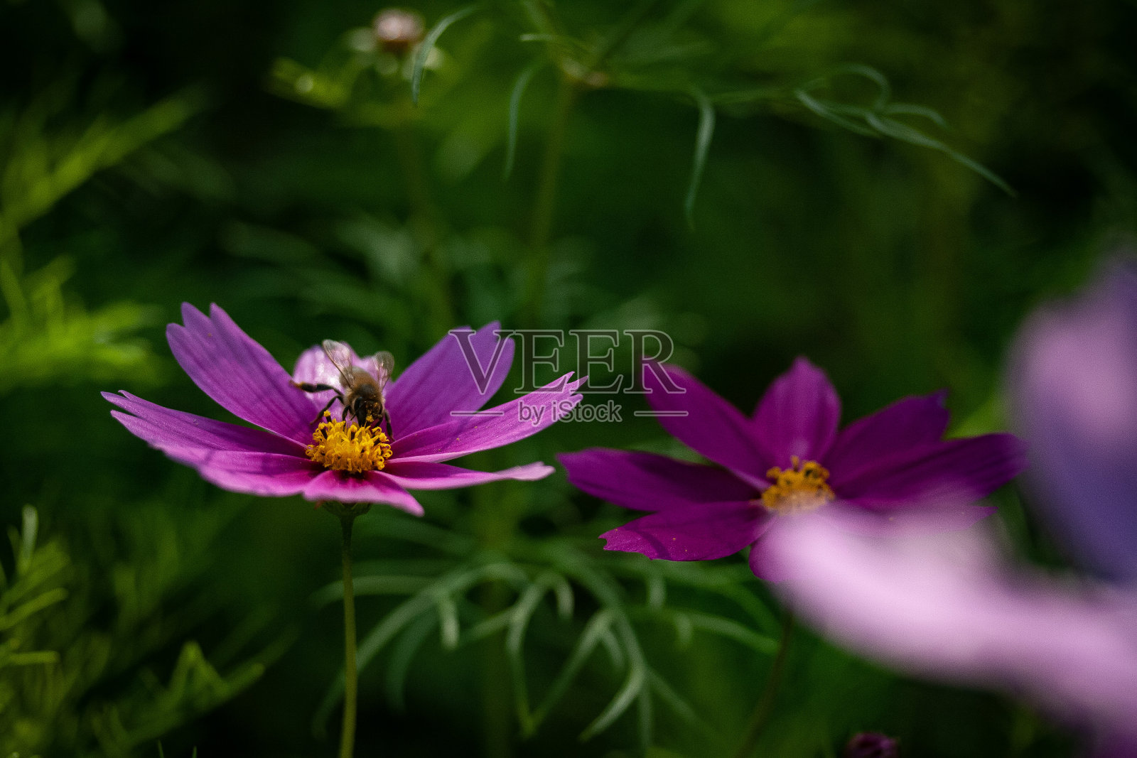 蜜蜂从远处飞来照片摄影图片